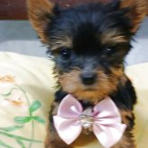 ヨークシャーテリア