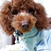 タイニープードル