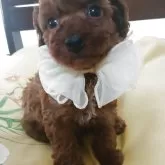 タイニープードル【京都府・男の子・2026年2月20日・レッド】の写真5