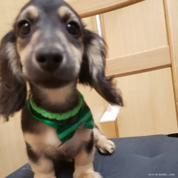 きなこ 様のお迎えした子犬