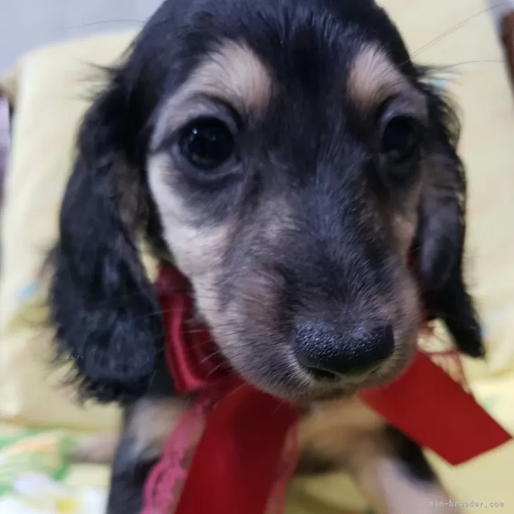 N.M 様のお迎えした子犬