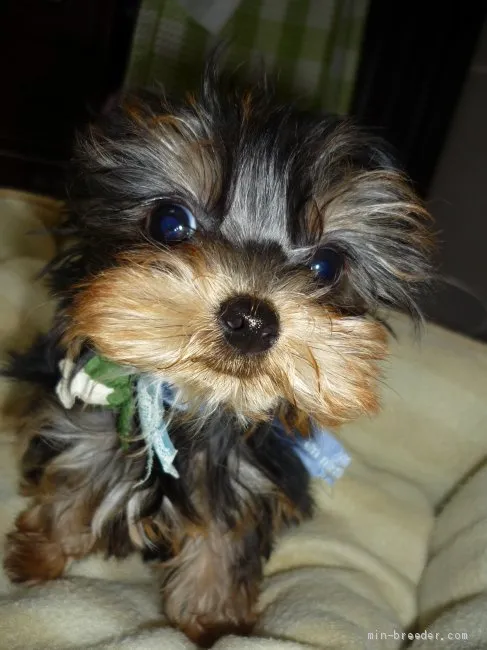ID:1905-00109の子犬