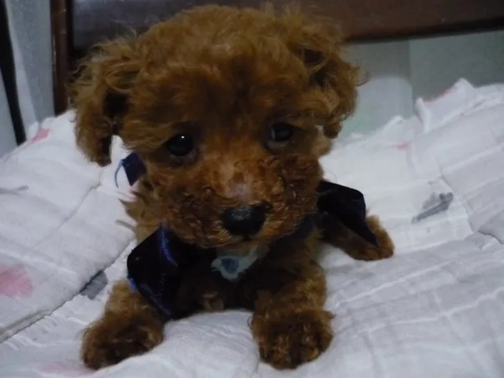 ID:1607-01417の子犬