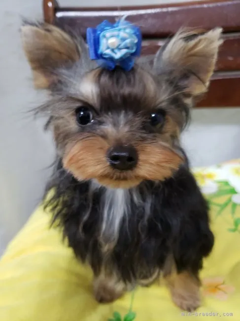 ID:2207-02357の子犬