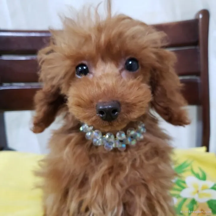 ID：2210-03729の子犬
