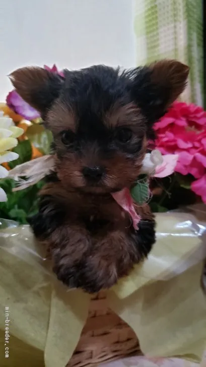 ID:2004-03261の子犬