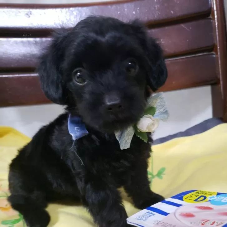 ID:2409-04313の子犬