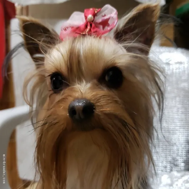ID:2104-01276の子犬