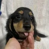 ミニチュアダックスフンド(ロング)【京都府・男の子・2022年5月23日・ブラックタン】の写真1