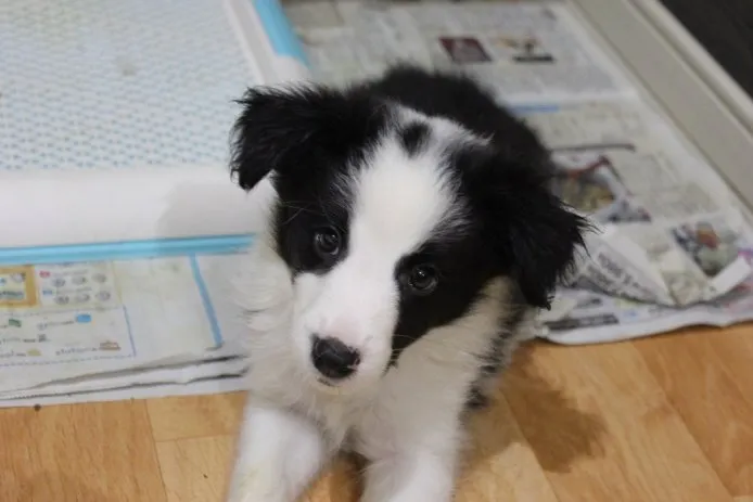 HAPPY 様のお迎えした子犬