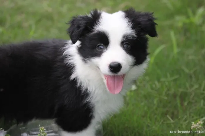 M.I 様のお迎えした子犬