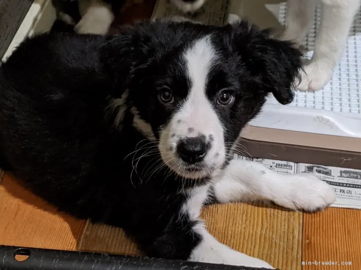 ID:2003-03323の子犬