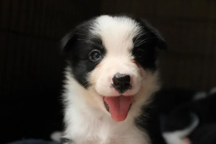 ID:1407-00001の子犬