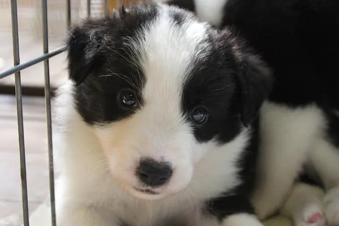 ID：1310-01121の子犬