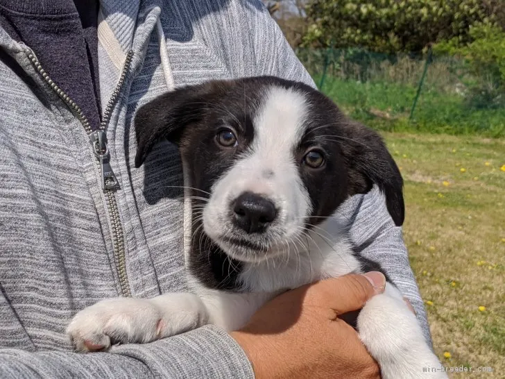 S.A 様のお迎えした子犬