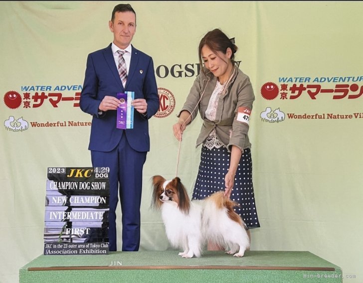 自家繁殖犬チャンピオン｜川上　実世子(かわかみ　みよこ)ブリーダー(福岡県・パピヨンなど・JKC登録)の紹介写真1