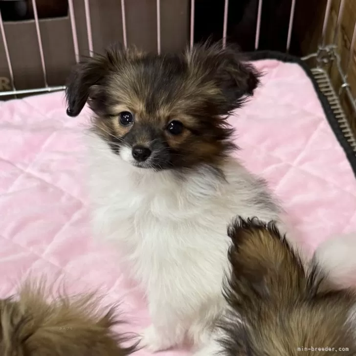 ID:2502-01587の子犬