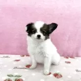 パピヨン
