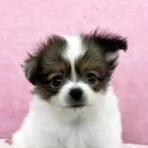 パピヨン