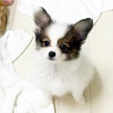 パピヨン