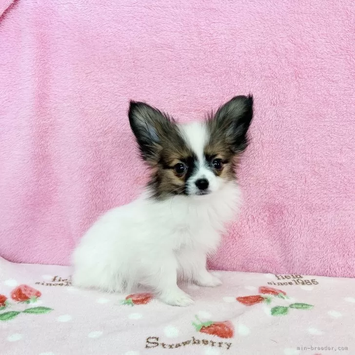 ID:2401-02693の子犬