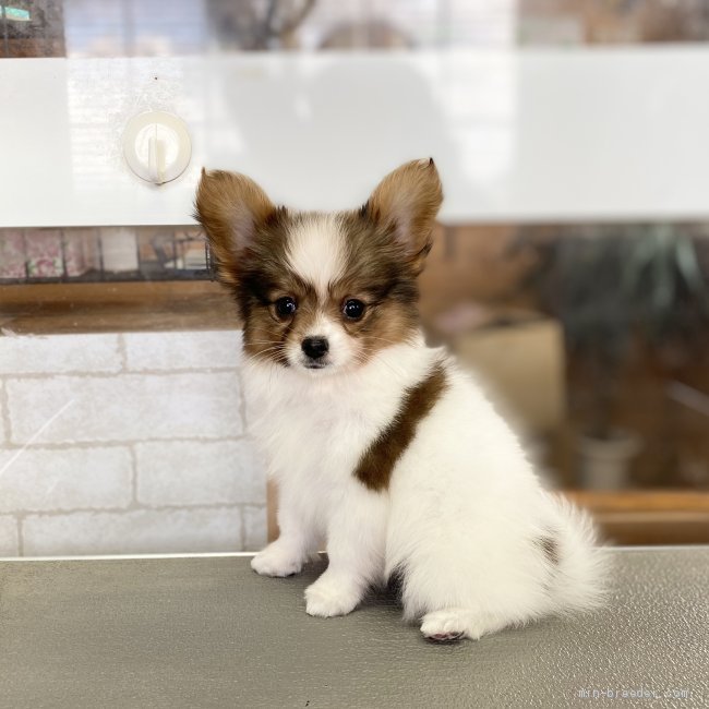 パピヨン 子犬