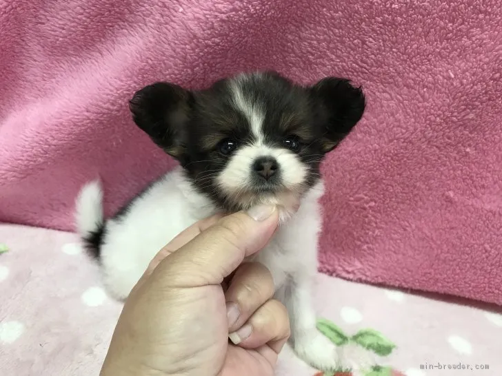 ID:1909-00043の子犬