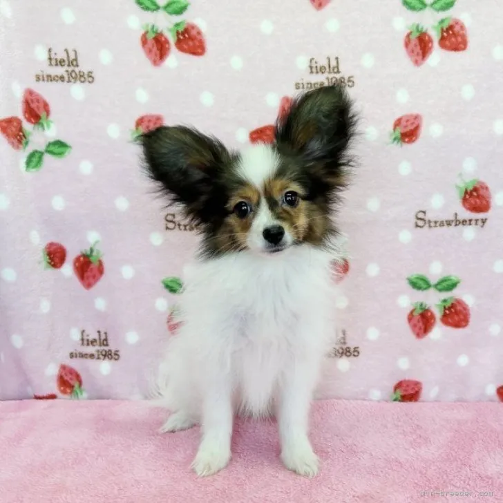 ID:2309-05417の子犬