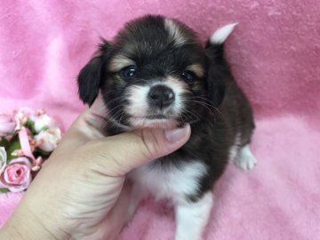 パピヨン【福岡県・男の子・2017年10月11日・ホワイト&セーブル】の写真「可愛い瞳♡」