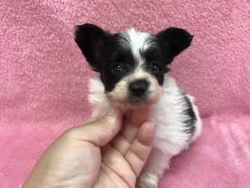 パピヨン【福岡県・男の子・2017年5月21日・ホワイト&ブラック】の写真「父チャンピオン♡」