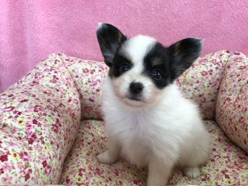 パピヨン【福岡県・女の子・2017年4月2日・トライ】の写真「父チャンピオン♡」