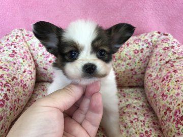 パピヨン【福岡県・女の子・2017年4月2日・ホワイト&セーブル】の写真「父チャンピオン♡」