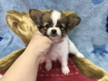 パピヨン【福岡県・男の子・2017年7月31日・ホワイト&レッド】の写真「可愛くなります♡」