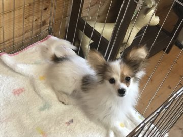 パピヨン【福岡県・男の子・2017年2月1日・ホワイト&レッド】の写真「父チャンピオン♡」