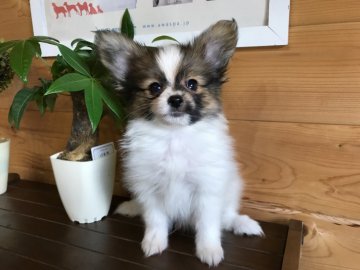 パピヨン【福岡県・男の子・2017年7月31日・ホワイト&セーブル】の写真「動画アップしました(^^)可愛いお目目♡」
