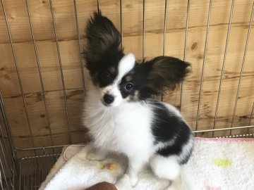 パピヨン【福岡県・女の子・2017年2月1日・トライ】の写真「父チャンピオン♡」