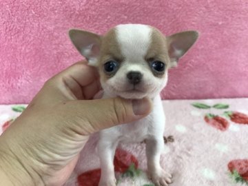 チワワ(スムース)【福岡県・女の子・2017年7月21日・ホワイト&フォーン】の写真「とにかく可愛い♪父チャンピオン」