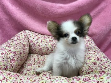 パピヨン【福岡県・女の子・2017年2月1日・ホワイト&セーブル】の写真「父チャンピオン♡」