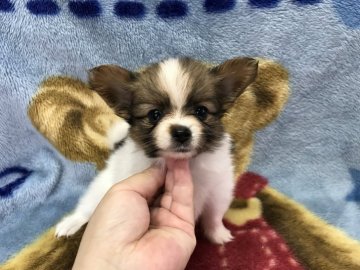 パピヨン【福岡県・女の子・2017年7月31日・ホワイト&レッド】の写真「とっても可愛い♡」