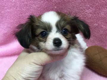 パピヨン【福岡県・男の子・2017年10月11日・ホワイト&レッド】の写真「とにかく可愛い♡動画アップしました♪」