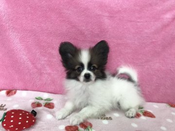 パピヨン【福岡県・男の子・2018年8月18日・ホワイト&セーブル】の写真「短足でコロンコロン♡父チャンピオン」