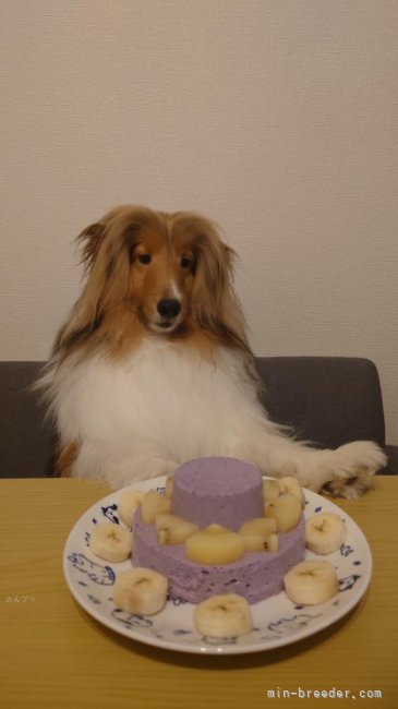 小池正之ブリーダーのブログ：ロルフくん誕生日おめでとう🎂　　　　　５月１２日の追加です