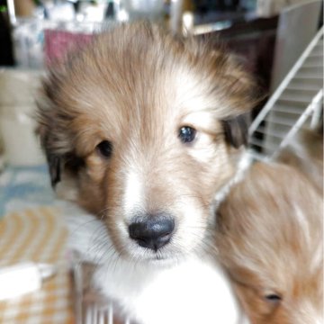 シェットランドシープドッグ【群馬県・男の子・2025年3月30日・セーブルホワイト】の写真「小さくてかわいい子です。」
