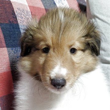 シェットランドシープドッグ【群馬県・男の子・2025年3月30日・セーブルホワイト】の写真「珍しいホワイト系で
とてもおとなしい子です。」