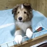 シェットランドシープドッグ
