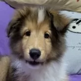 シェットランドシープドッグ