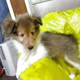 シェットランドシープドッグ【群馬県・女の子・2025年5月31日・セーブルホワイト】の写真4