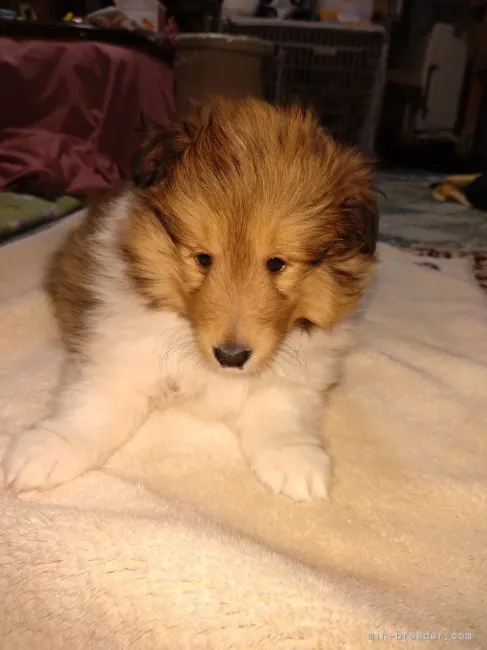 ID:2304-04415の子犬