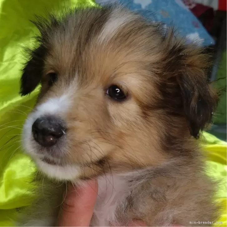 こつぶ 様のお迎えした子犬