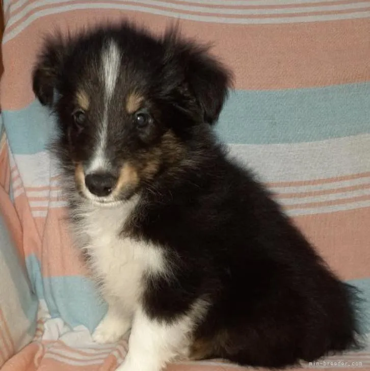 ID:2207-03080の子犬